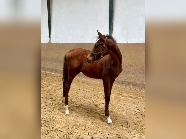 Cheval de selle allemand Étalon 1 Année Bai in Burgthann
