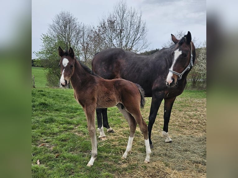 Cheval de selle allemand Étalon 1 Année Bai in Ettenbeuren