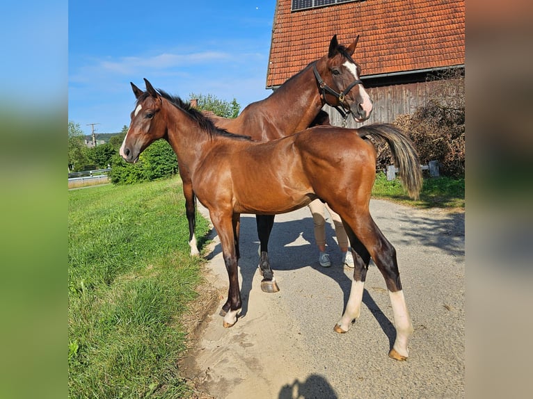 Cheval de selle allemand Étalon 1 Année Bai in Ettenbeuren