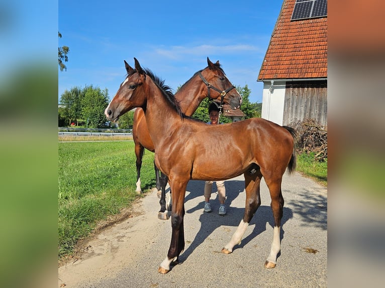 Cheval de selle allemand Étalon 1 Année Bai in Ettenbeuren