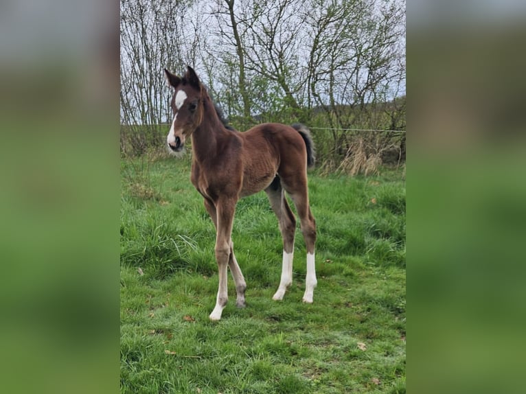 Cheval de selle allemand Étalon 1 Année Bai in Ettenbeuren