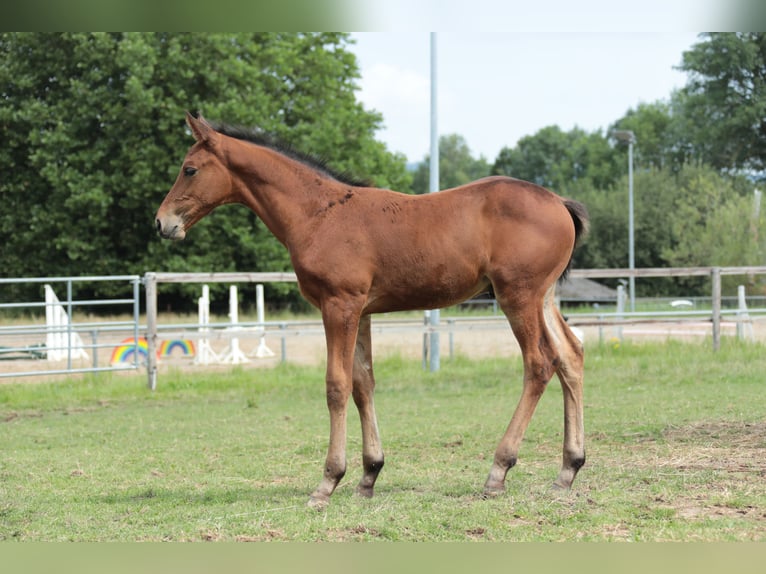 Cheval de selle allemand Étalon 1 Année Bai in Neuenrade