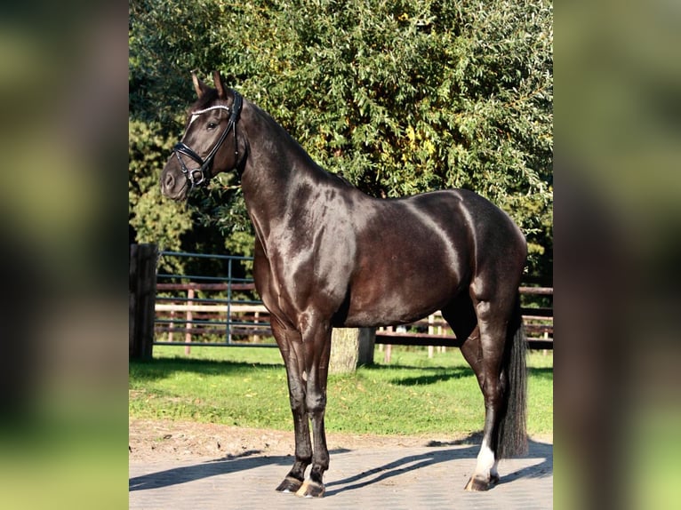 Cheval de selle allemand Étalon 1 Année in Löningen