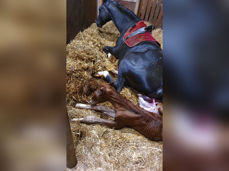 Cheval de selle allemand Étalon 1 Année in Löningen