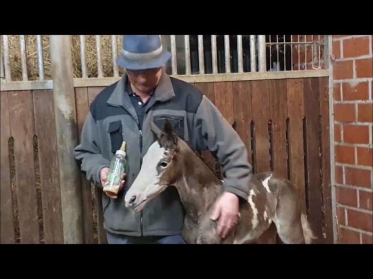 Cheval de selle allemand Étalon 1 Année in Löningen