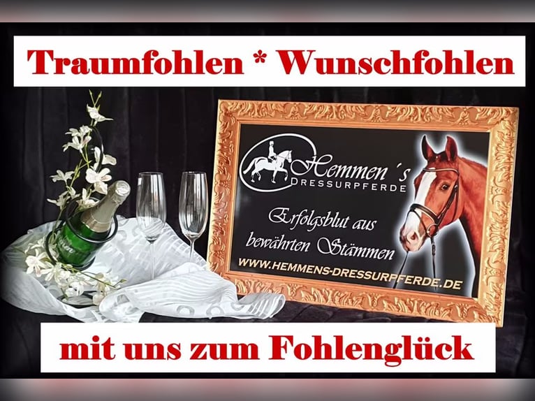 Cheval de selle allemand Étalon 1 Année in Löningen