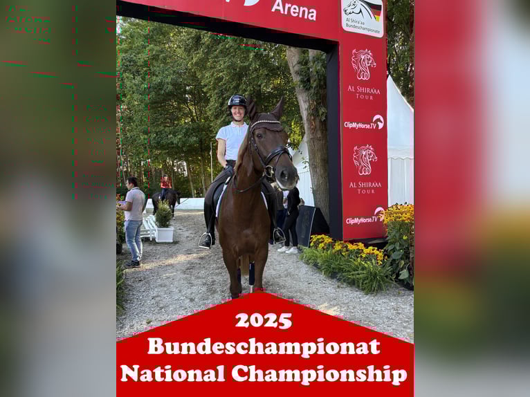 Cheval de selle allemand Étalon 1 Année in Löningen