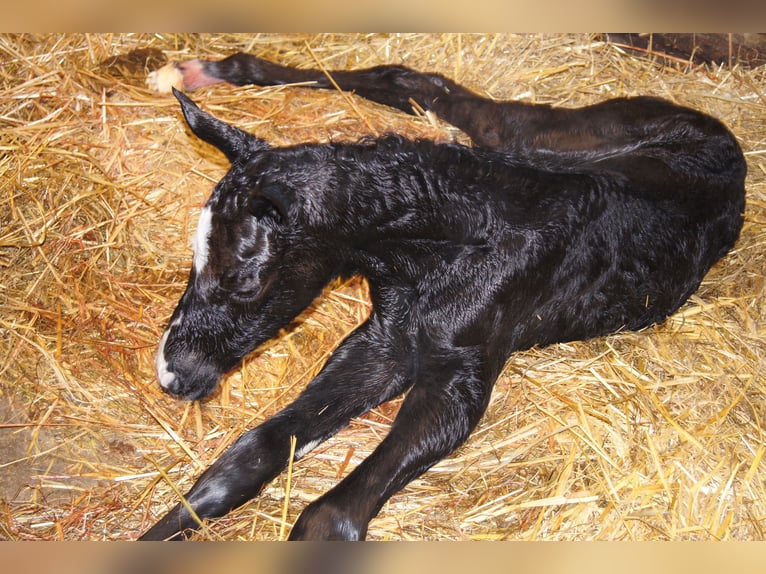 Cheval de selle allemand Étalon 1 Année in Löningen