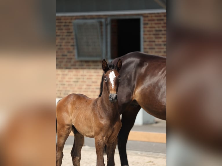 Cheval de selle allemand Étalon 1 Année Gris noir in Goch