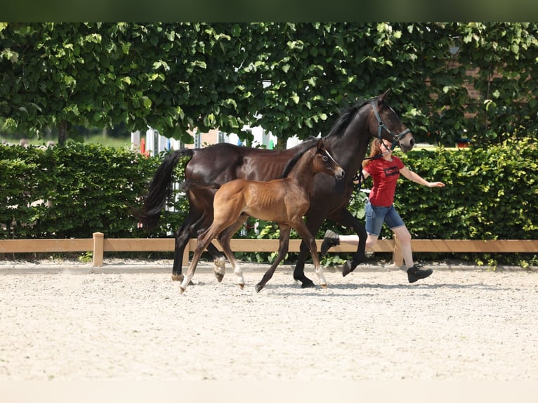 Cheval de selle allemand Étalon 1 Année Gris noir in Goch