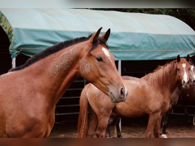 Cheval de selle allemand Étalon 2 Ans 148 cm Bai in Gudensberg