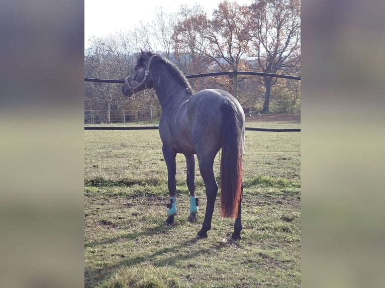 Cheval de selle allemand Étalon 2 Ans 158 cm Gris pommelé in Pfullendorf