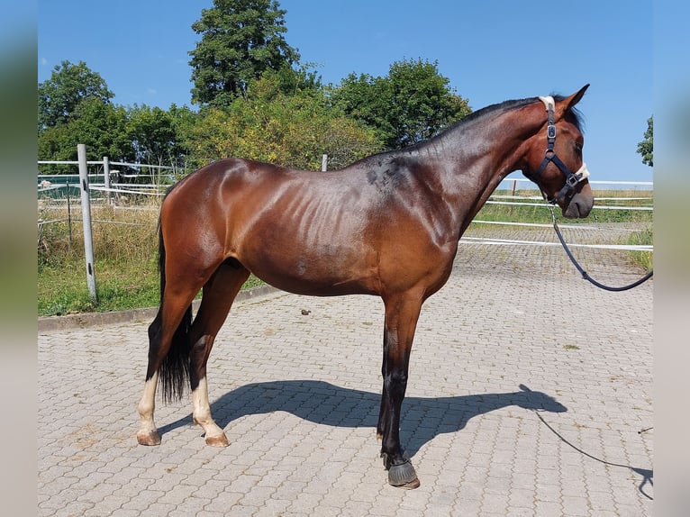 Cheval de selle allemand Étalon 2 Ans 164 cm Bai brun in Naila