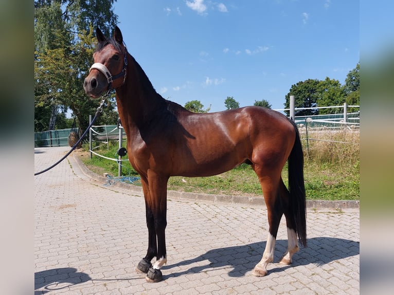 Cheval de selle allemand Étalon 2 Ans 164 cm Bai brun in Naila