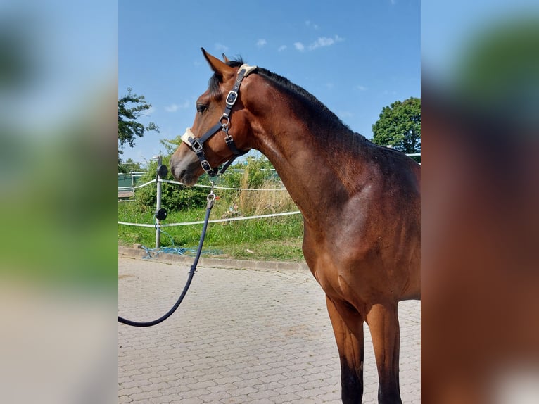 Cheval de selle allemand Étalon 2 Ans 164 cm Bai brun in Naila