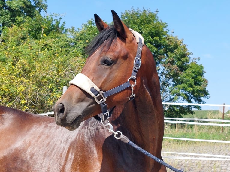 Cheval de selle allemand Étalon 2 Ans 164 cm Bai brun in Naila