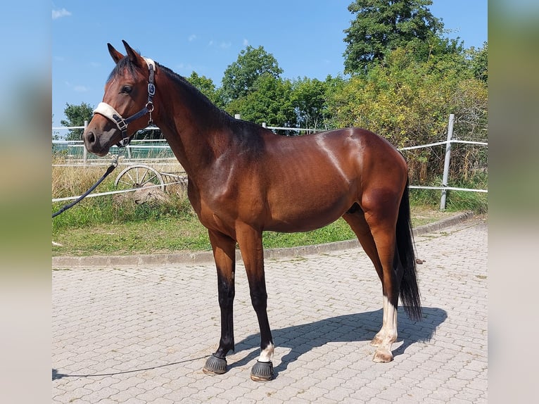 Cheval de selle allemand Étalon 2 Ans 164 cm Bai brun in Naila