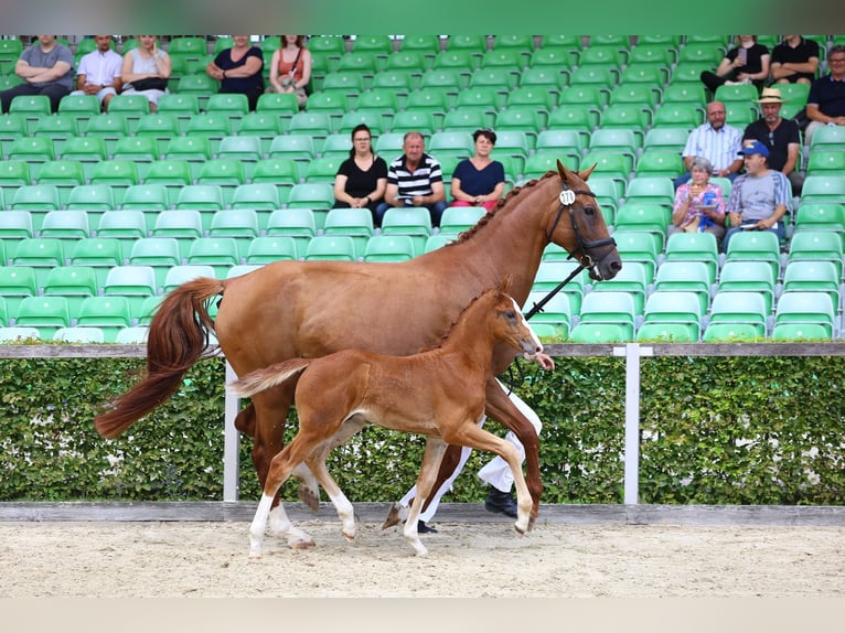 Cheval de selle allemand Étalon 2 Ans 174 cm Alezan in Eibau
