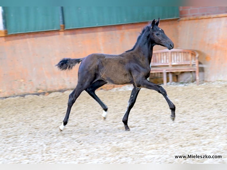 Cheval de selle allemand Étalon 2 Ans Bai brun foncé in Paderborn