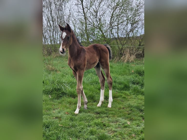 Cheval de selle allemand Étalon 2 Ans Bai in Ettenbeuren