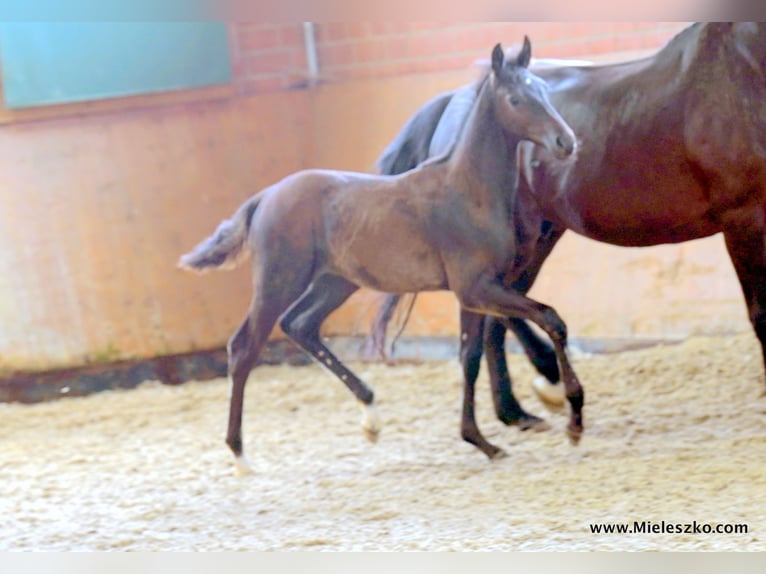 Cheval de selle allemand Étalon 2 Ans in Paderborn