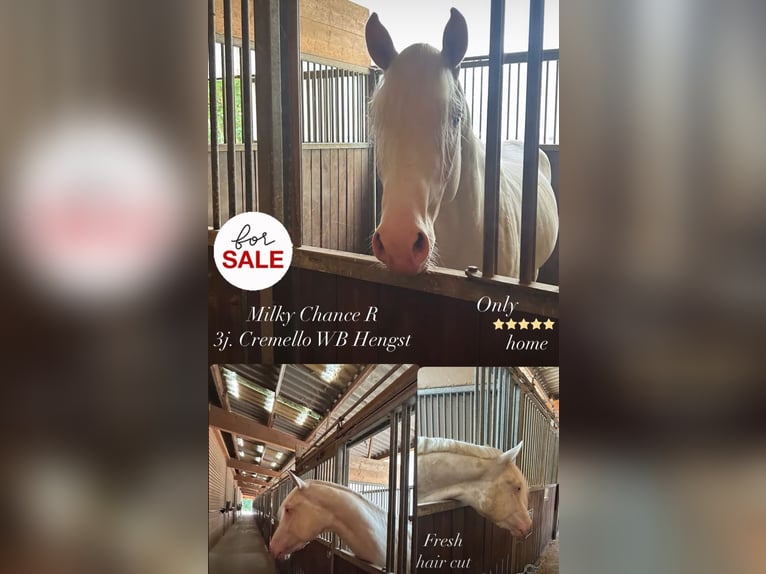 Cheval de selle allemand Étalon 3 Ans 165 cm Cremello in Heistenbach