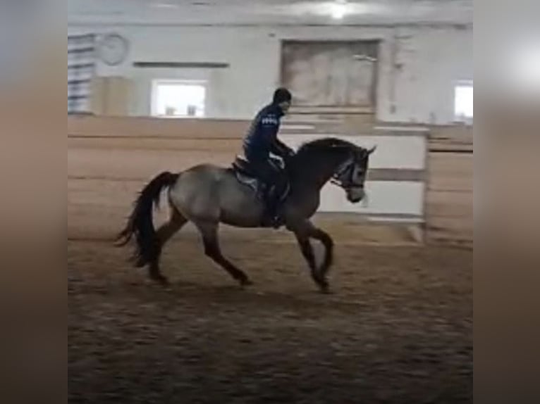 Cheval de selle allemand Étalon 3 Ans 166 cm Buckskin in Hettstedt