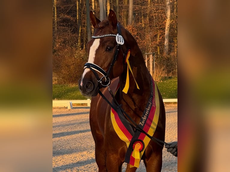 Cheval de selle allemand Étalon 3 Ans 170 cm Alezan brûlé in Neusäß