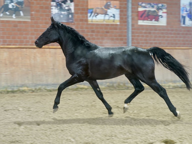 Cheval de selle allemand Étalon 3 Ans 171 cm Noir in Paderborn