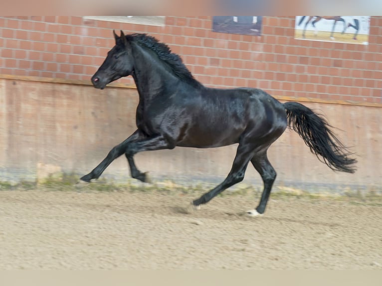 Cheval de selle allemand Étalon 3 Ans 171 cm Noir in Paderborn