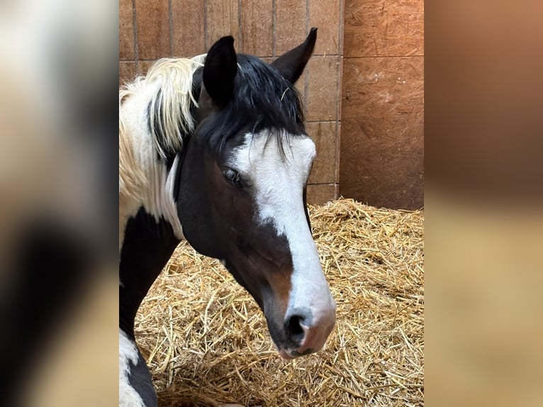 Cheval de selle allemand Étalon 4 Ans 168 cm Pinto in Overath