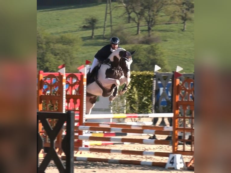 Cheval de selle allemand Étalon 4 Ans 168 cm Pinto in Overath
