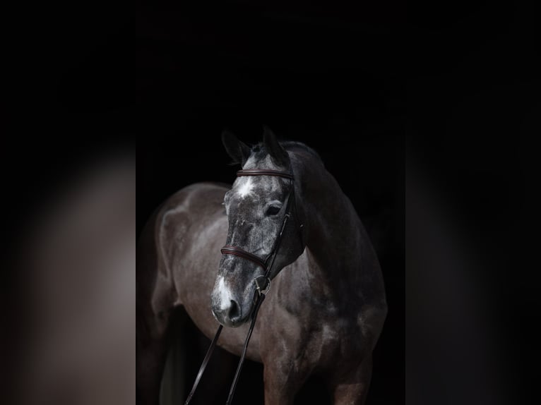 Cheval de selle allemand Étalon 6 Ans 175 cm Gris in Menslage