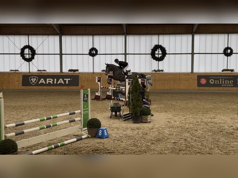 Cheval de selle allemand Étalon 6 Ans 175 cm Gris in Menslage