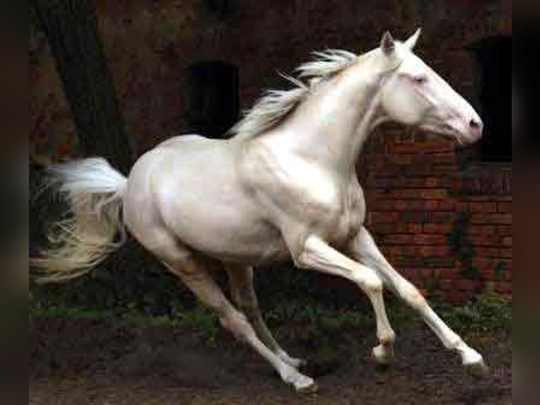 Cheval de selle allemand Étalon Cremello in Beaumont pied-de-boeuf