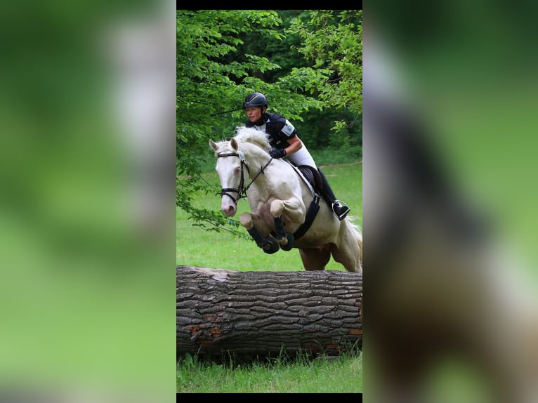 Cheval de selle allemand Étalon Cremello in Mücheln (Geiseltal)