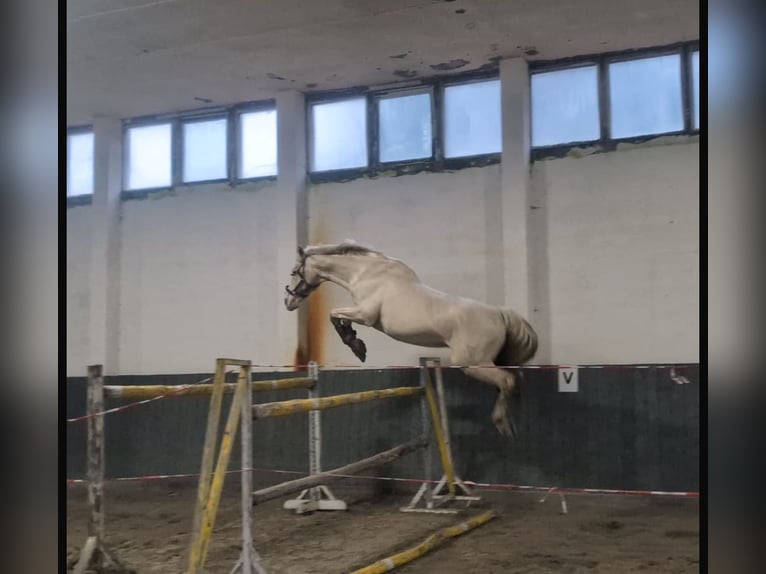 Cheval de selle allemand Étalon Cremello in Buchhain