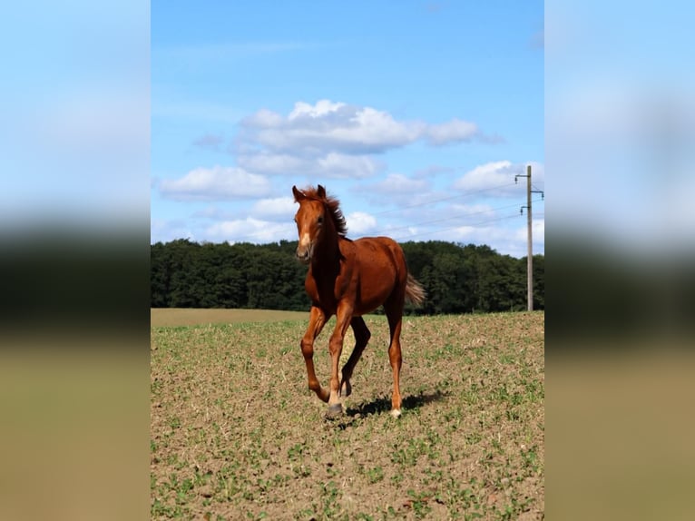 Cheval de selle allemand Croisé Étalon Poulain (05/2025) 160 cm Alezan in Stavenhagen