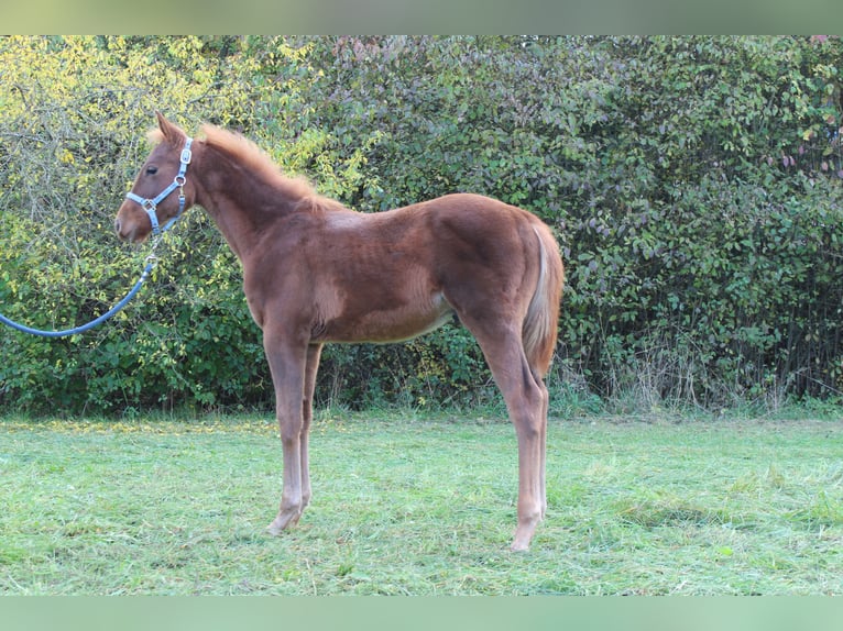 Cheval de selle allemand Croisé Étalon Poulain (04/2025) 160 cm Alezan in Zapfendorf