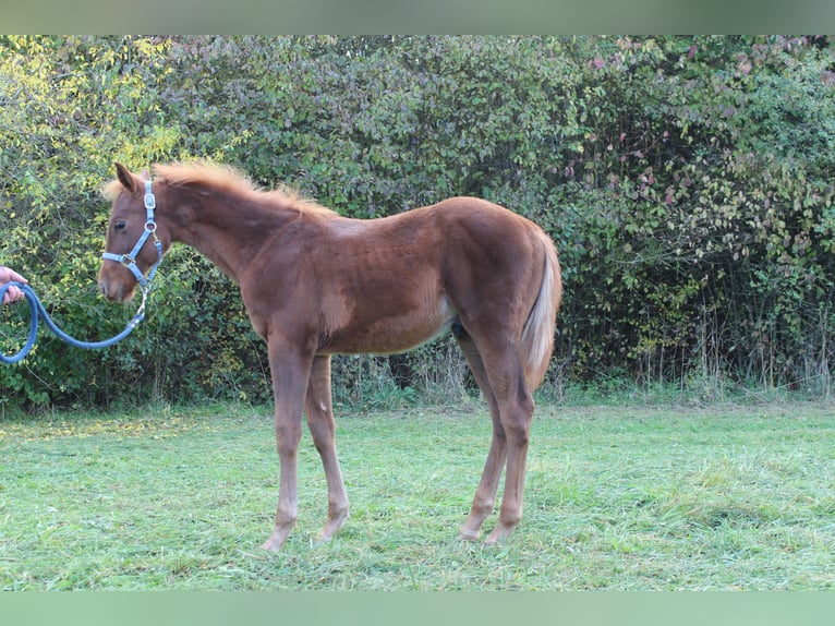 Cheval de selle allemand Croisé Étalon Poulain (04/2025) 160 cm Alezan in Zapfendorf
