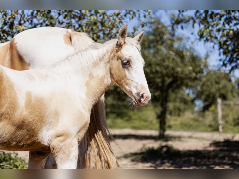 Cheval de selle allemand Étalon Poulain (05/2024) 162 cm Pinto in Friedrichsdorf