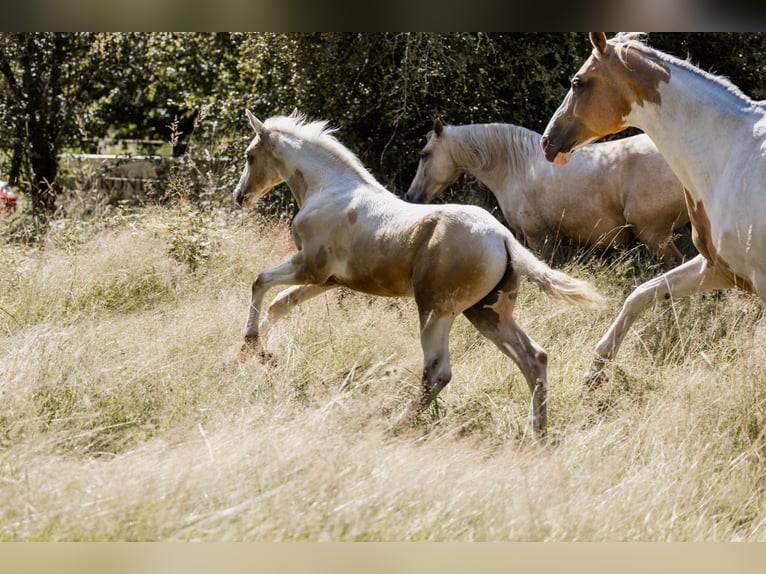 Cheval de selle allemand Étalon Poulain (05/2024) 162 cm Pinto in Friedrichsdorf