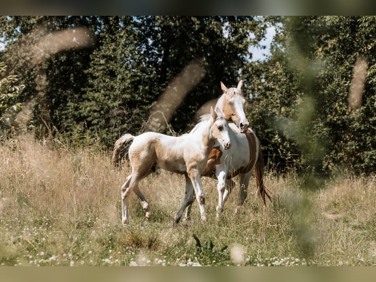 Cheval de selle allemand Étalon Poulain (05/2024) 162 cm Pinto in Friedrichsdorf