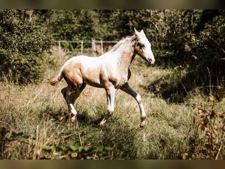 Cheval de selle allemand Étalon Poulain (05/2024) 162 cm Pinto in Friedrichsdorf