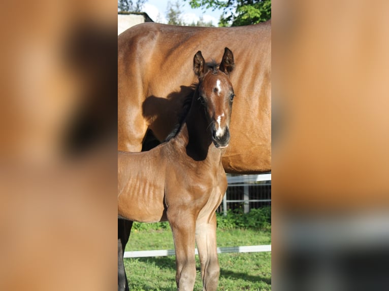 Cheval de selle allemand Étalon Poulain (05/2024) 168 cm Bai in Naila