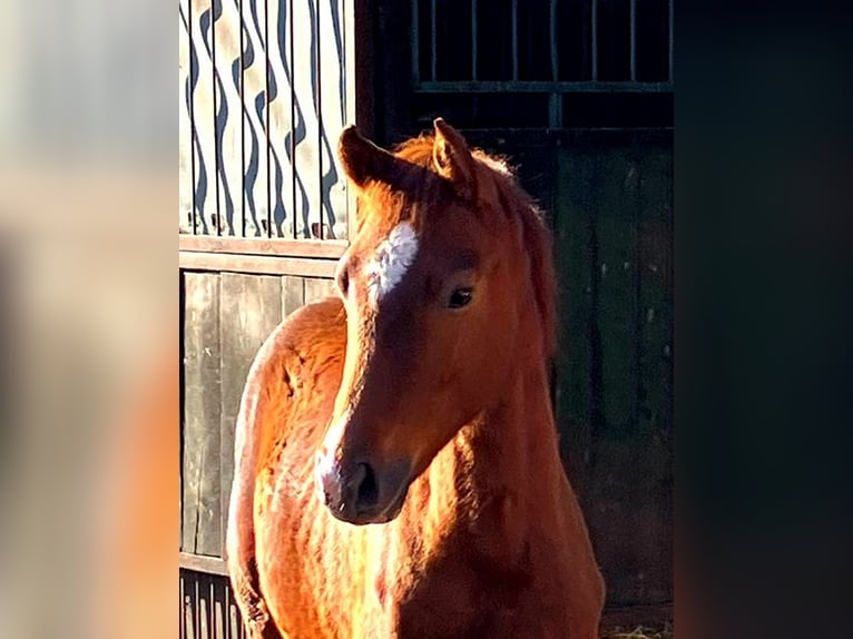 Cheval de selle allemand Étalon Poulain (01/2026) 169 cm Alezan brûlé in Westeregeln