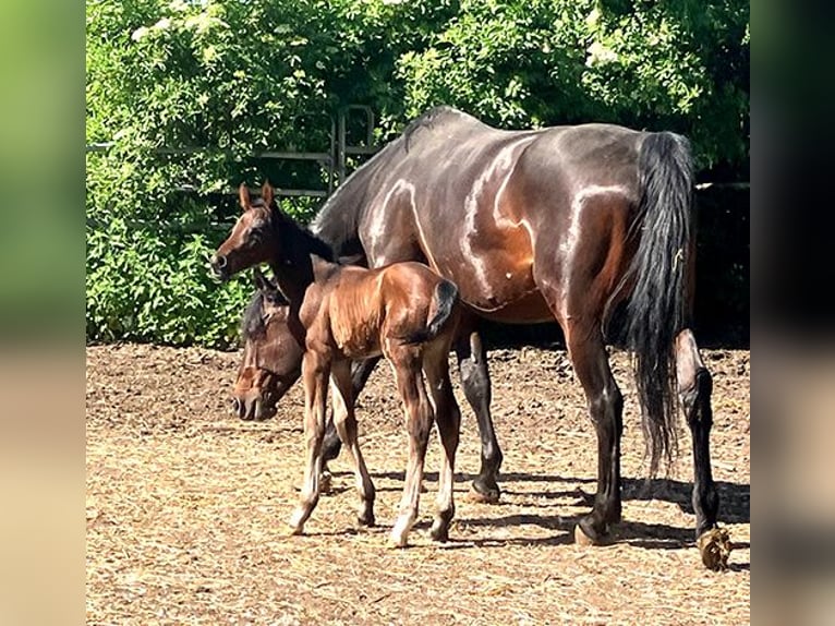 Cheval de selle allemand Étalon Poulain (05/2026) 169 cm Bai brun in Etgersleben
