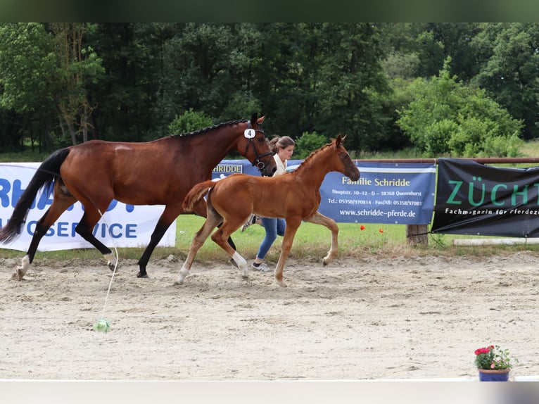 Cheval de selle allemand Étalon Poulain (04/2026) 172 cm Alezan in Querenhorst