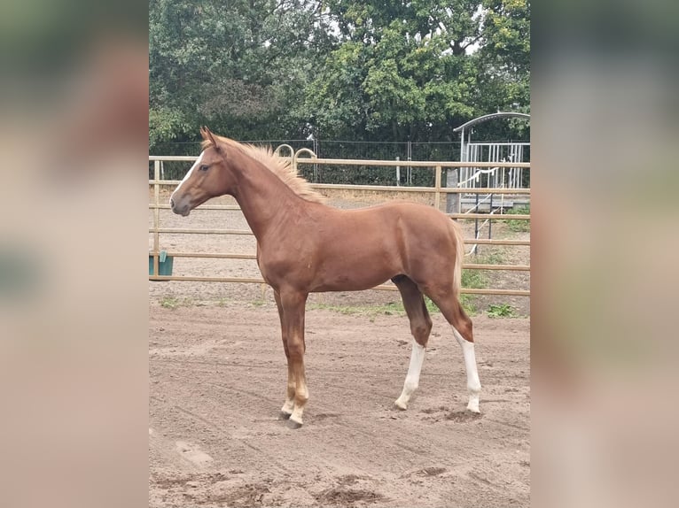 Cheval de selle allemand Étalon Poulain (03/2026) 175 cm Alezan in EydelstedtEydelstedt