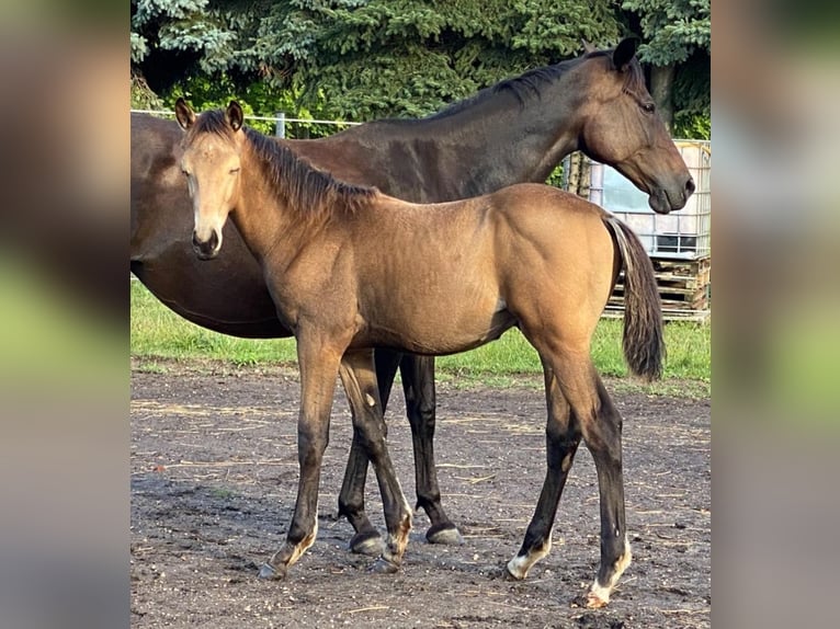 Cheval de selle allemand Étalon Poulain (04/2025) 175 cm Buckskin in Buchhain